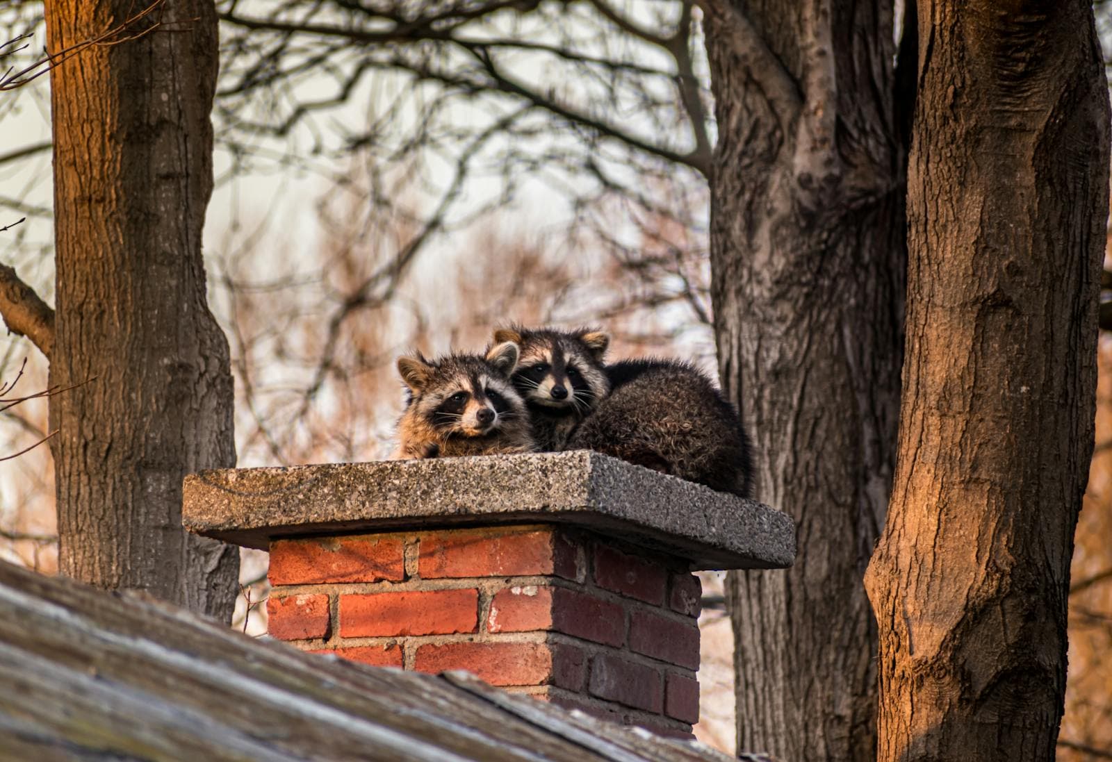 A raccoon on a chimney — Roger's wildlife removal humanely handles raccoons, squirrels, and bats in Missouri homes.